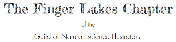 Black print on white background that says The Finger Lakes Chapter of the Guild of Natural Science Illustrators