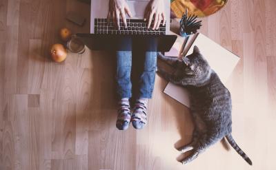 Person using laptop with cat