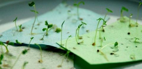 seeds growing out of paper