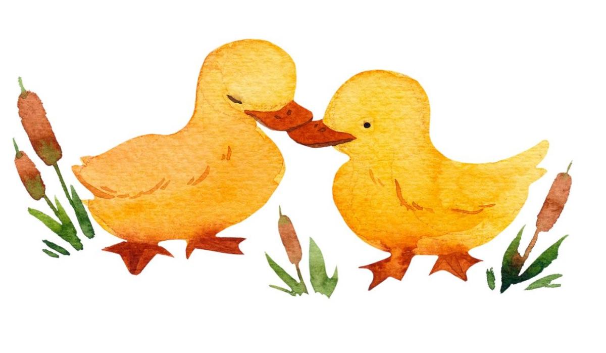 ducks