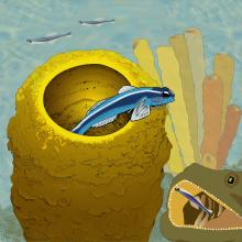 Illustration of underwater creatures